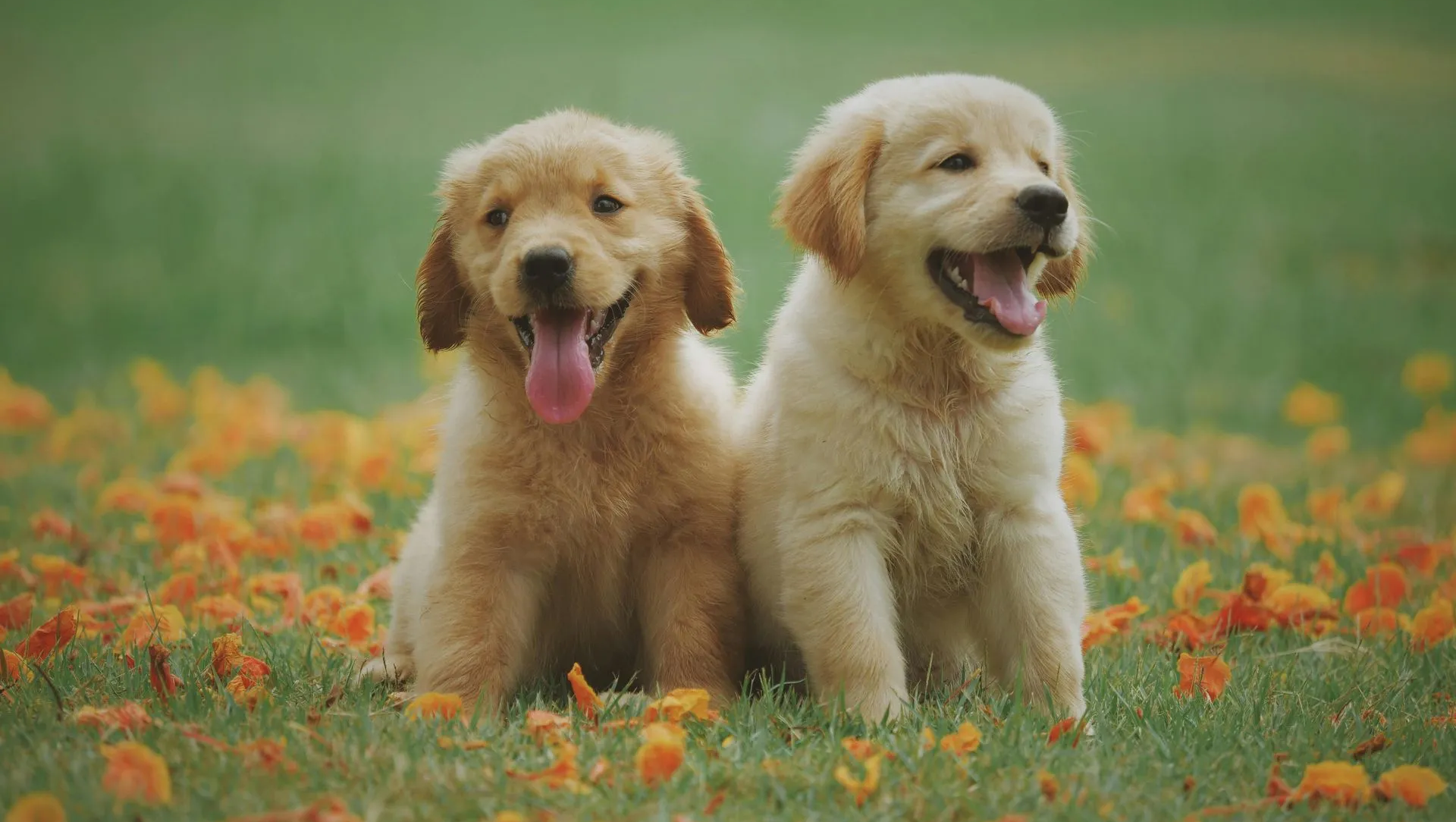 Two golden retriever puppies sit side-by-side, panting with happy expressions in a field of orange flowers.