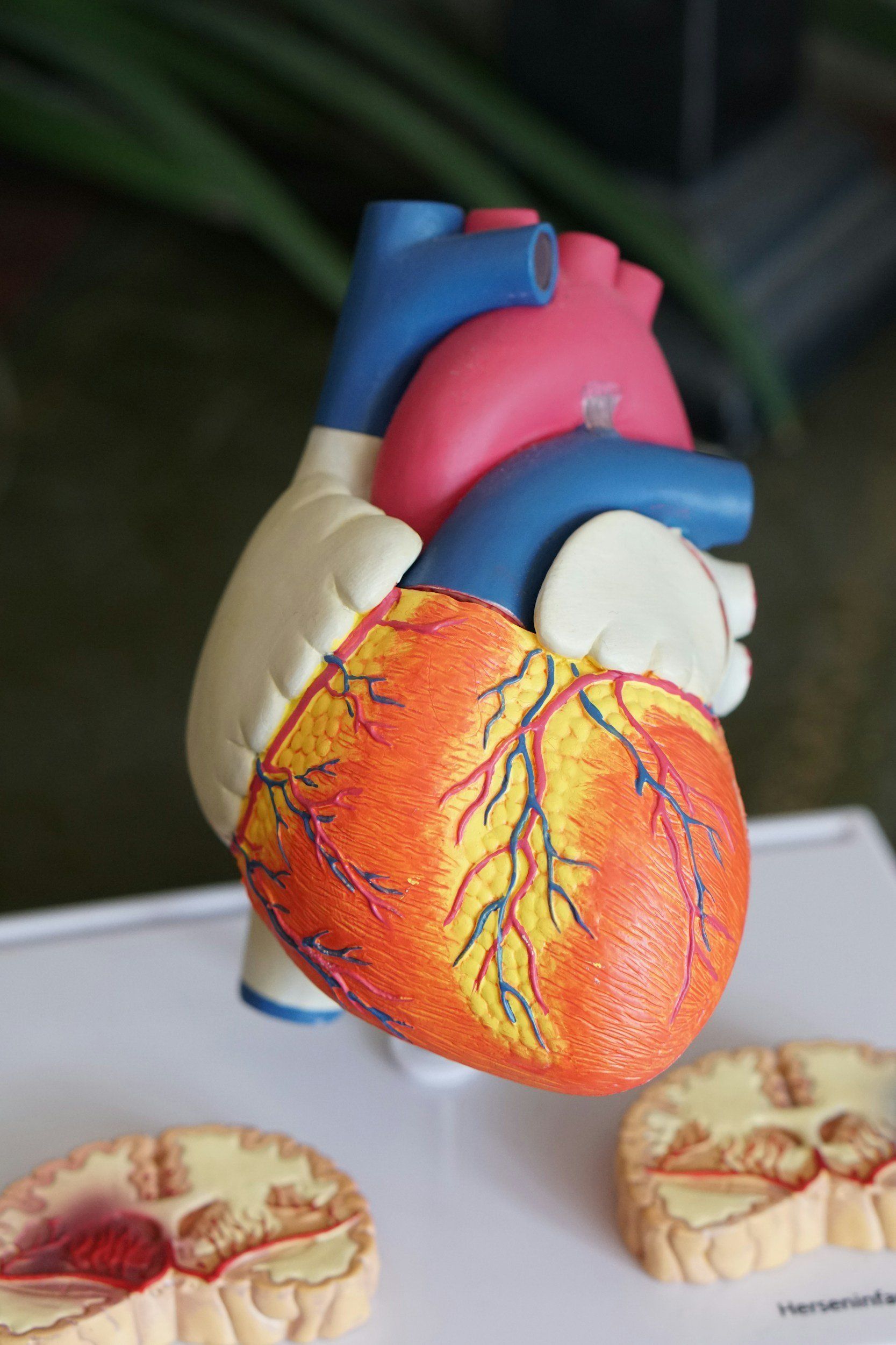 Model of a human heart, with arteries in blue, veins in red, and the heart's body in orange.