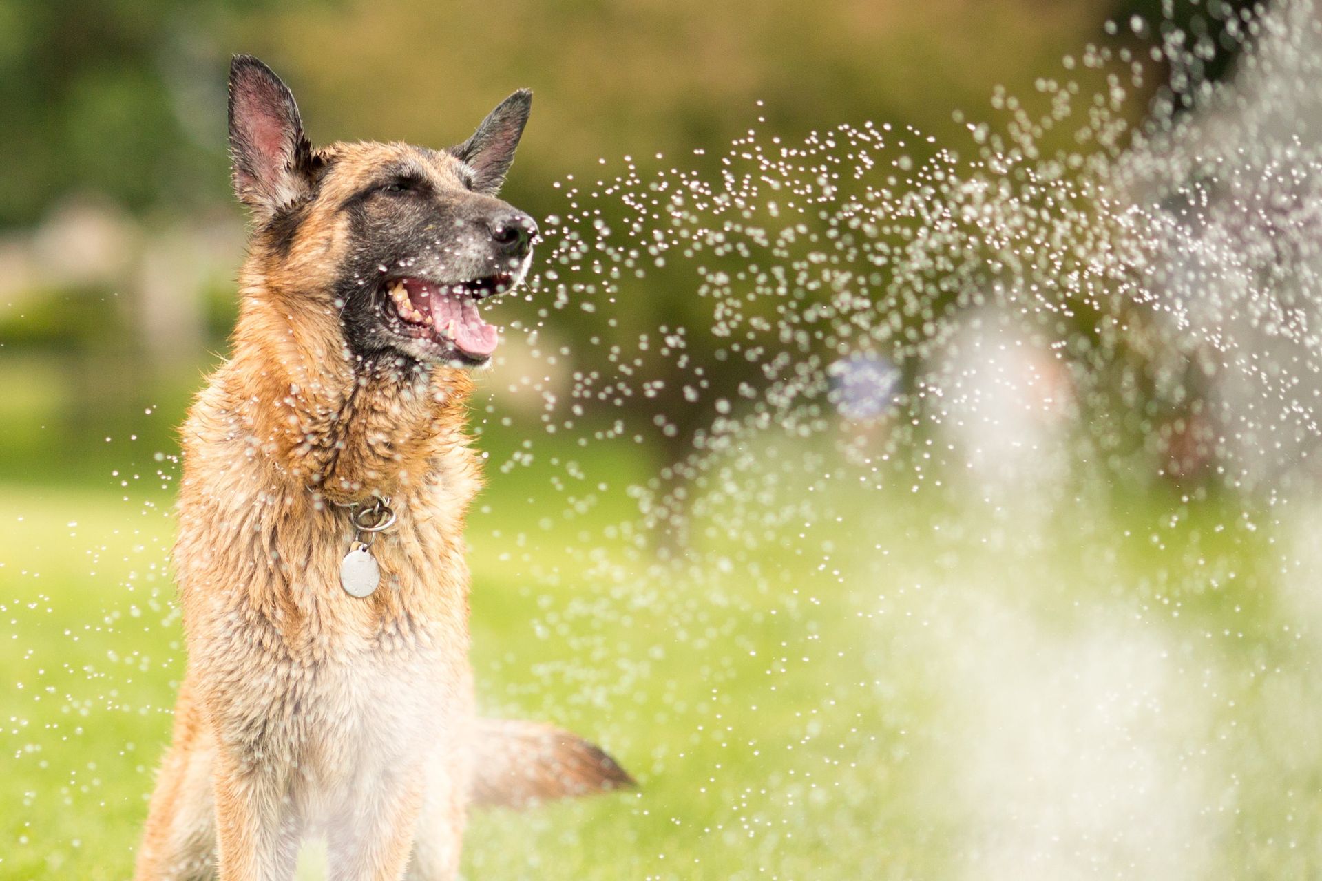 Family dog enjoying home sprinkler system.