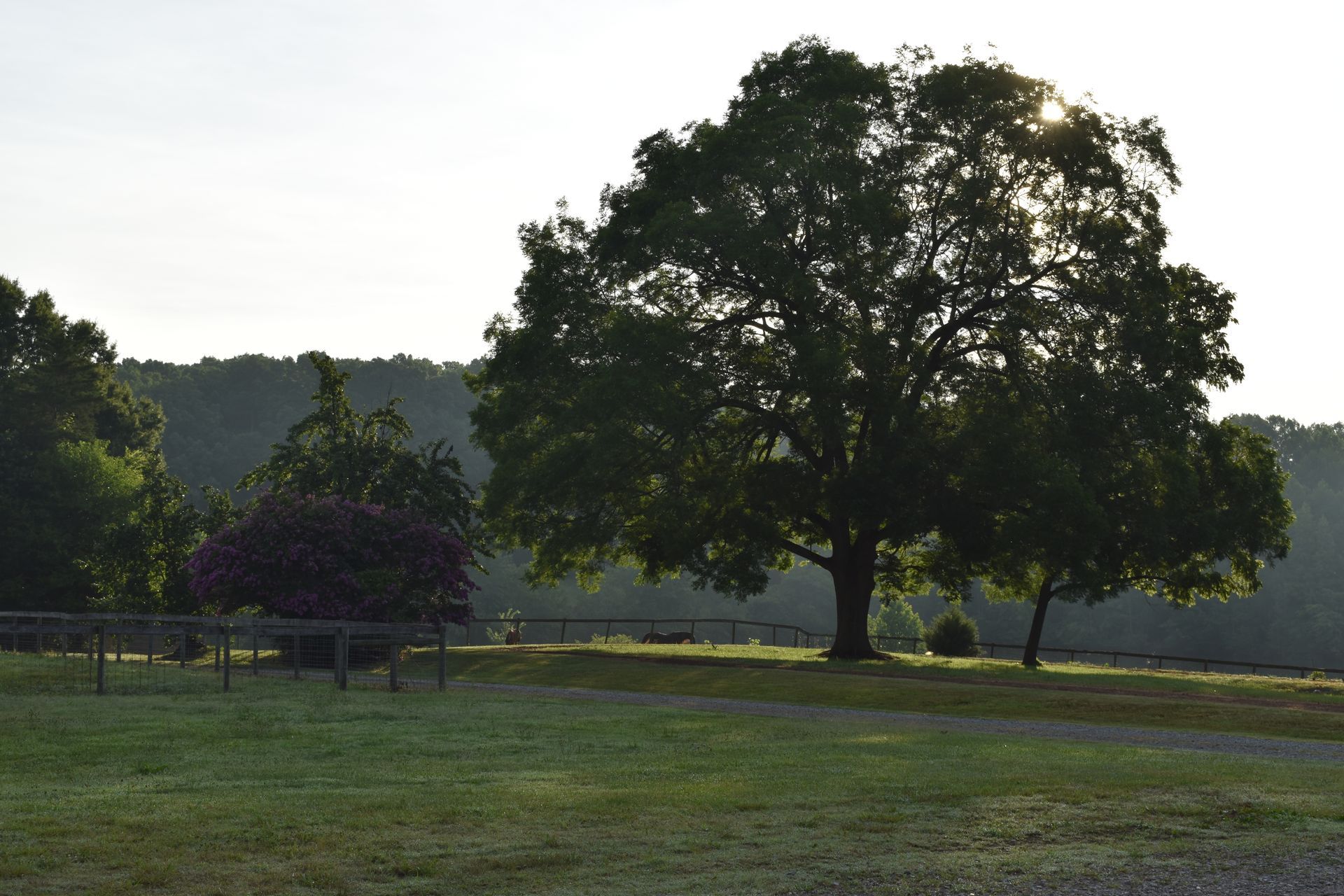 a field with a large tree
