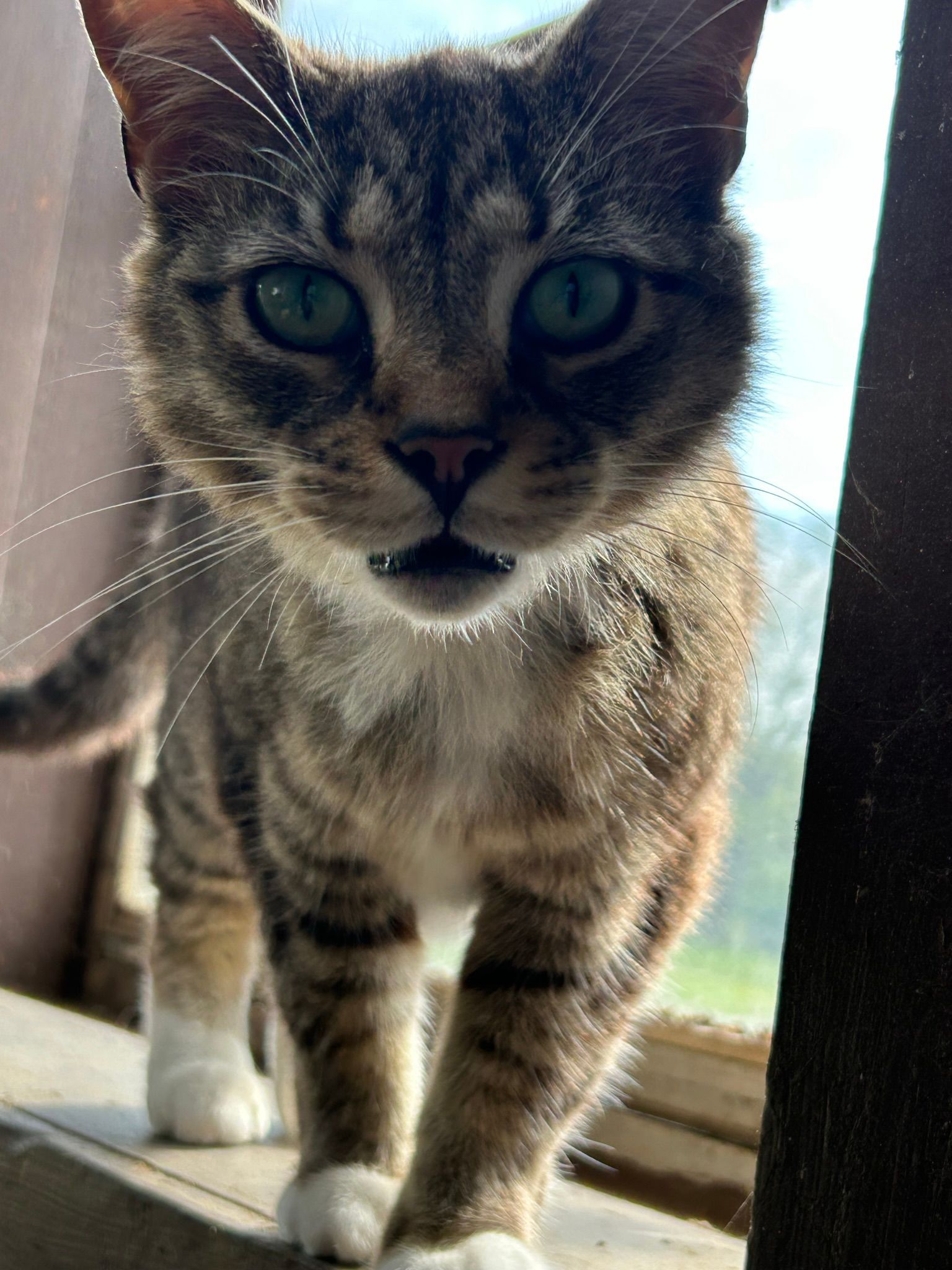a cute gray and brown cat