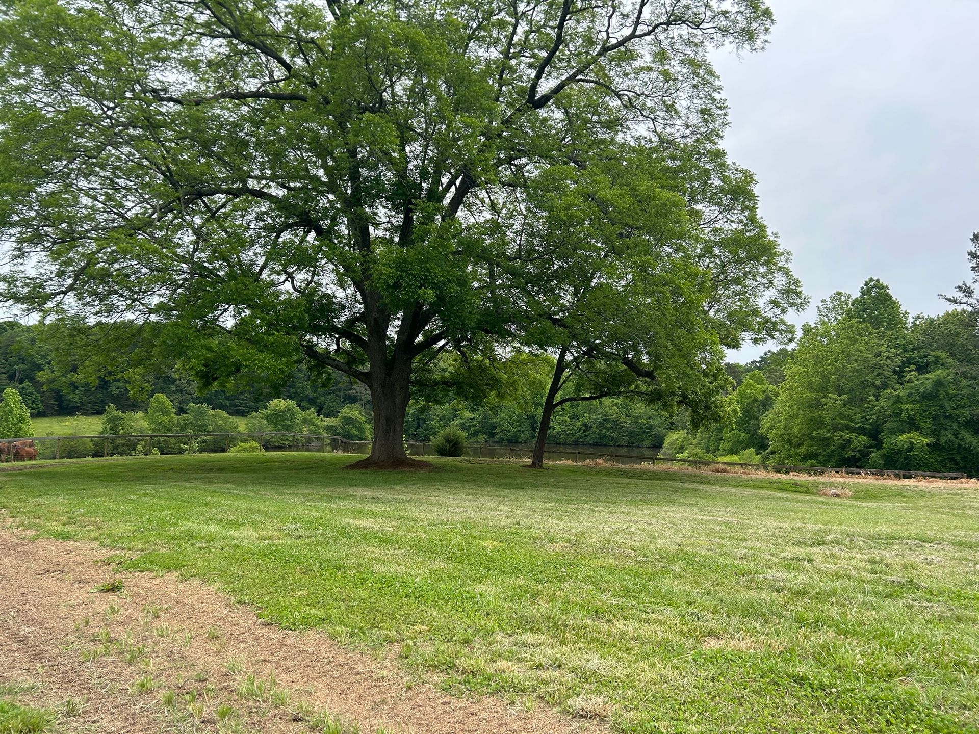 a large tree in a field
