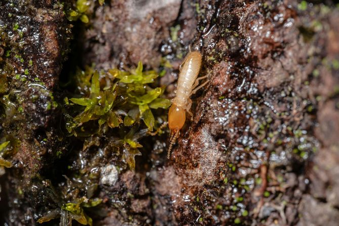 Small tan insect on wet bark beside green moss
