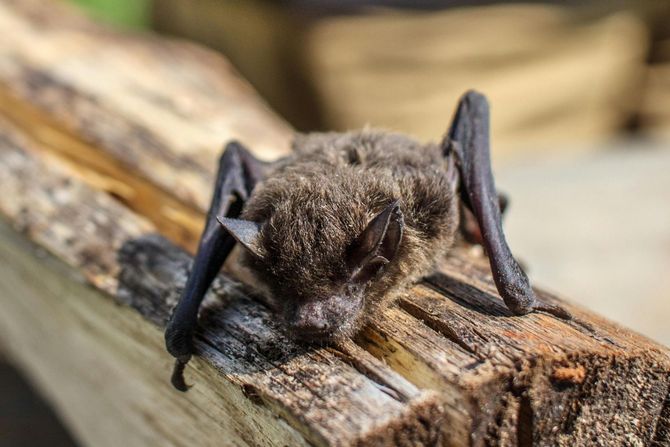 Close-up of a small bat resting on weathered wood with wings folded open.
