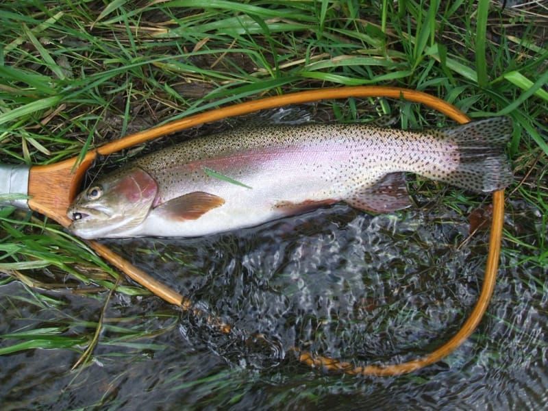 A rainbow trout is in a fishing net in the grass