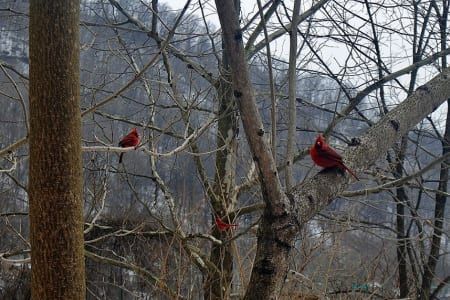 Two red cardinals perched on a tree branch in the woods.