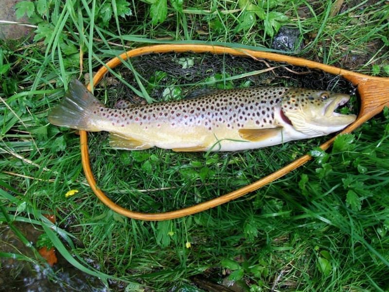 A brown trout is laying in a net on the grass.