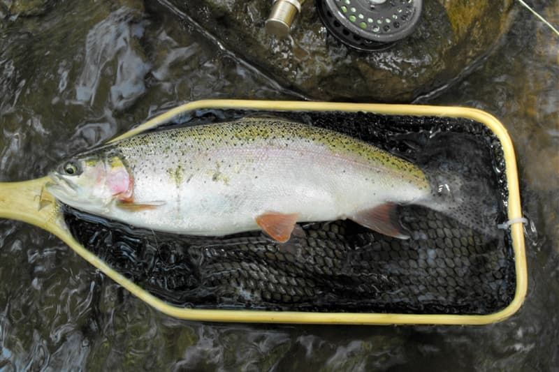 A rainbow trout is being held in a net in the water.