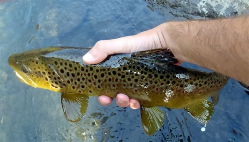 A person is holding a brown trout in their hand.