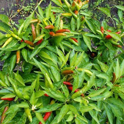 A bunch of red and green peppers growing on a plant.
