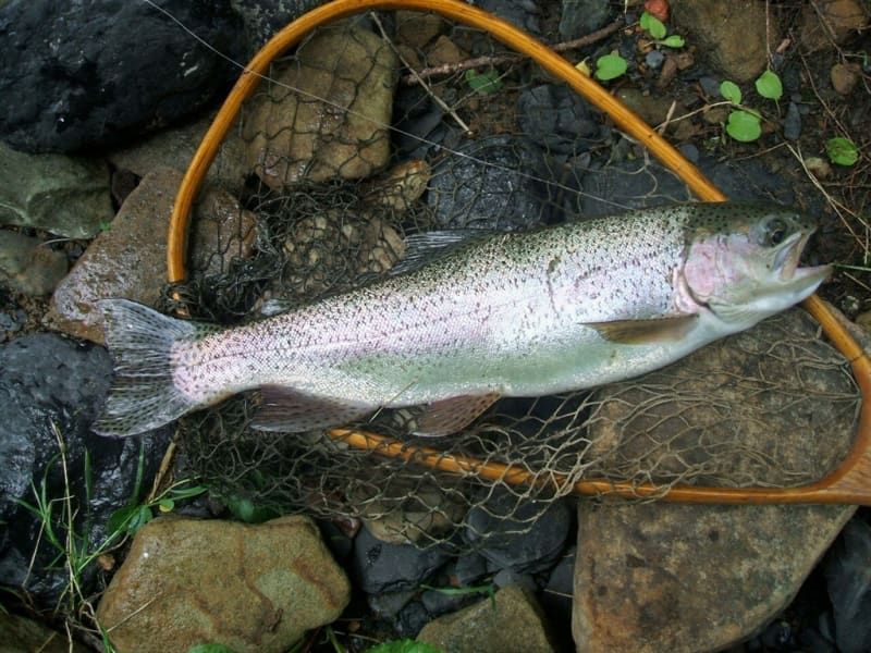 A rainbow trout is laying on top of a fishing net.