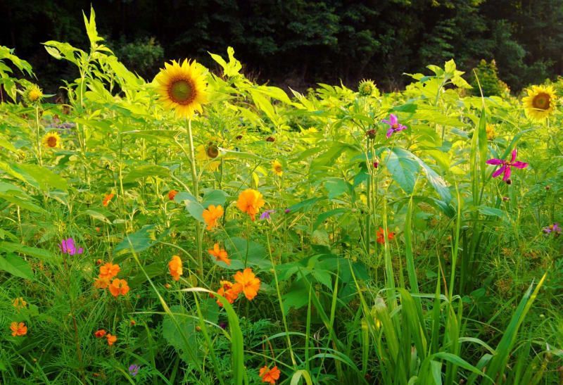 A field of flowers with a sunflower in the middle