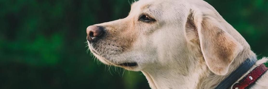 A close up of a dog wearing a red collar.