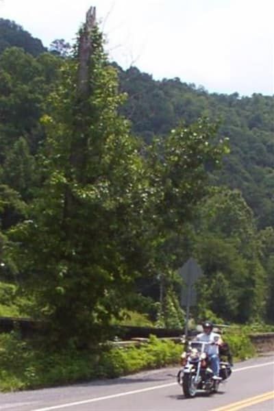 A person riding a motorcycle down a road with trees in the background