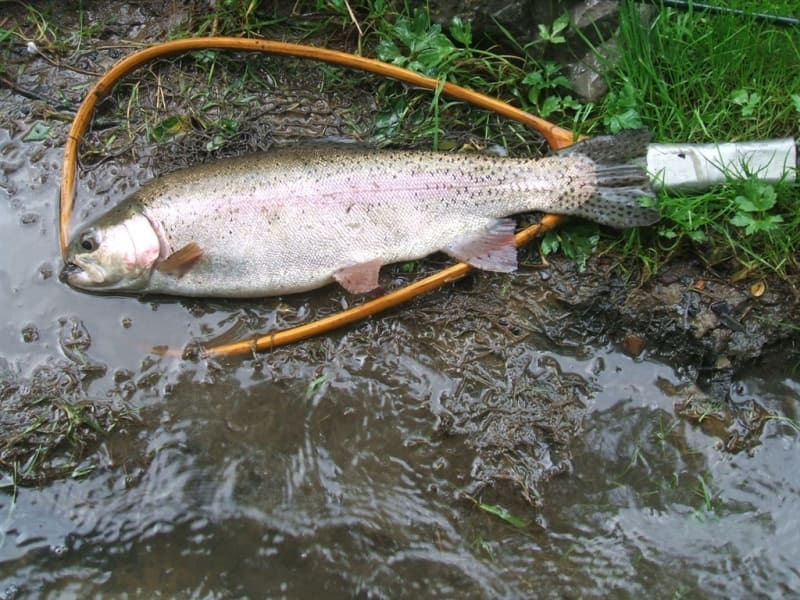 A rainbow trout is laying on the ground next to a fishing net