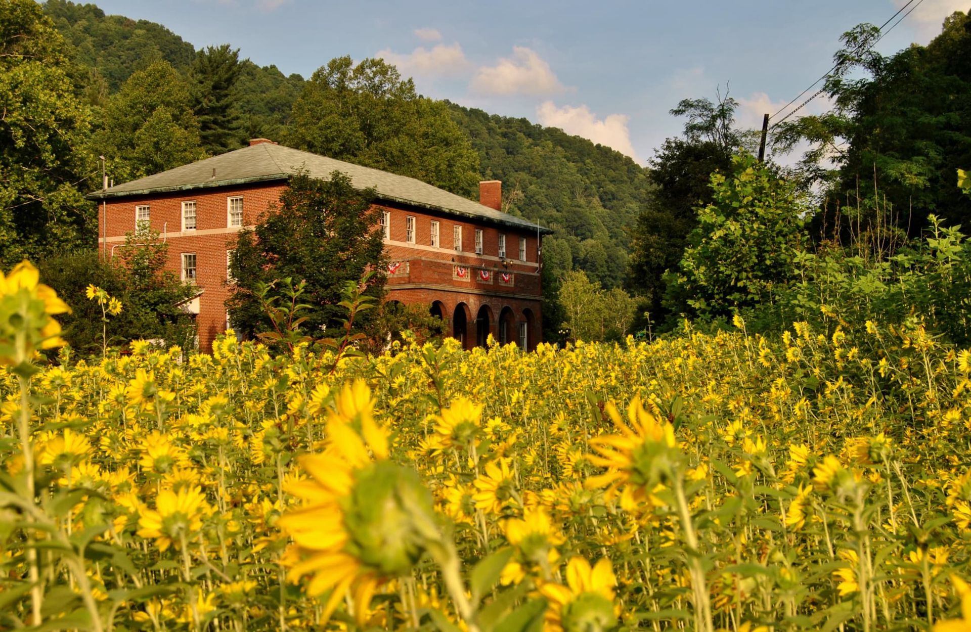 A large brick building is behind a field of sunflowers
