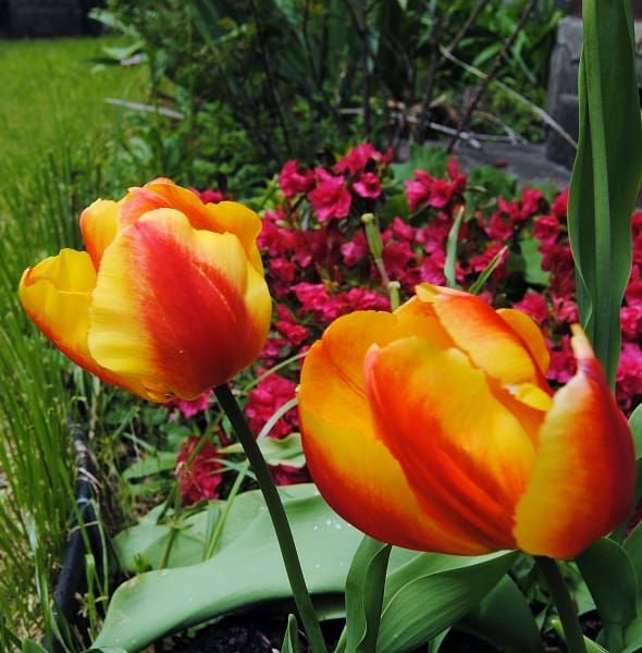 A close up of a yellow and red flower in a garden
