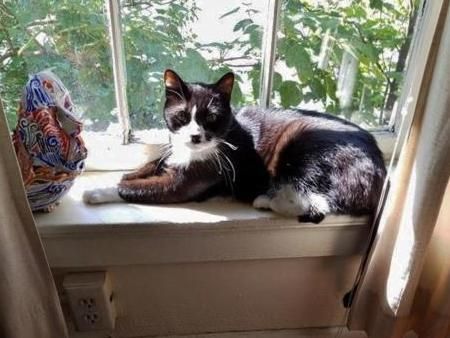 A black and white cat is laying on a window sill.