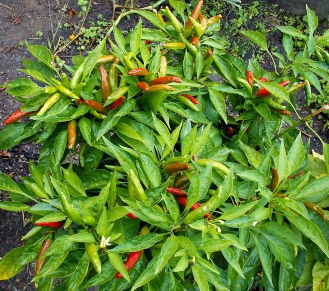 A bunch of peppers are growing on a plant