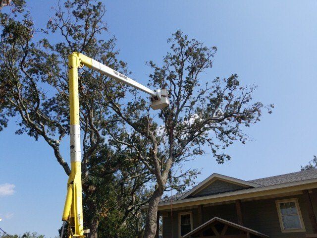 Tree Cutting Services