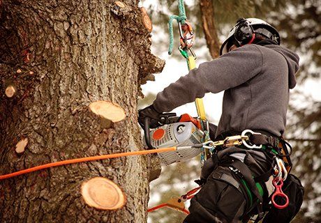A professional doing tree removal in Wytheville, VA