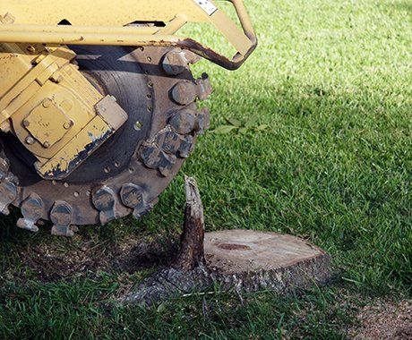 Removing Tree Stumps — Max Meadows, VA —  Superior Asphalt & Tree Experts