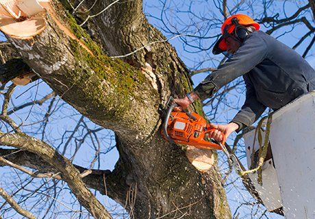 Tree Expert Trimming Tree — Max Meadows, VA —  Superior Asphalt & Tree Experts
