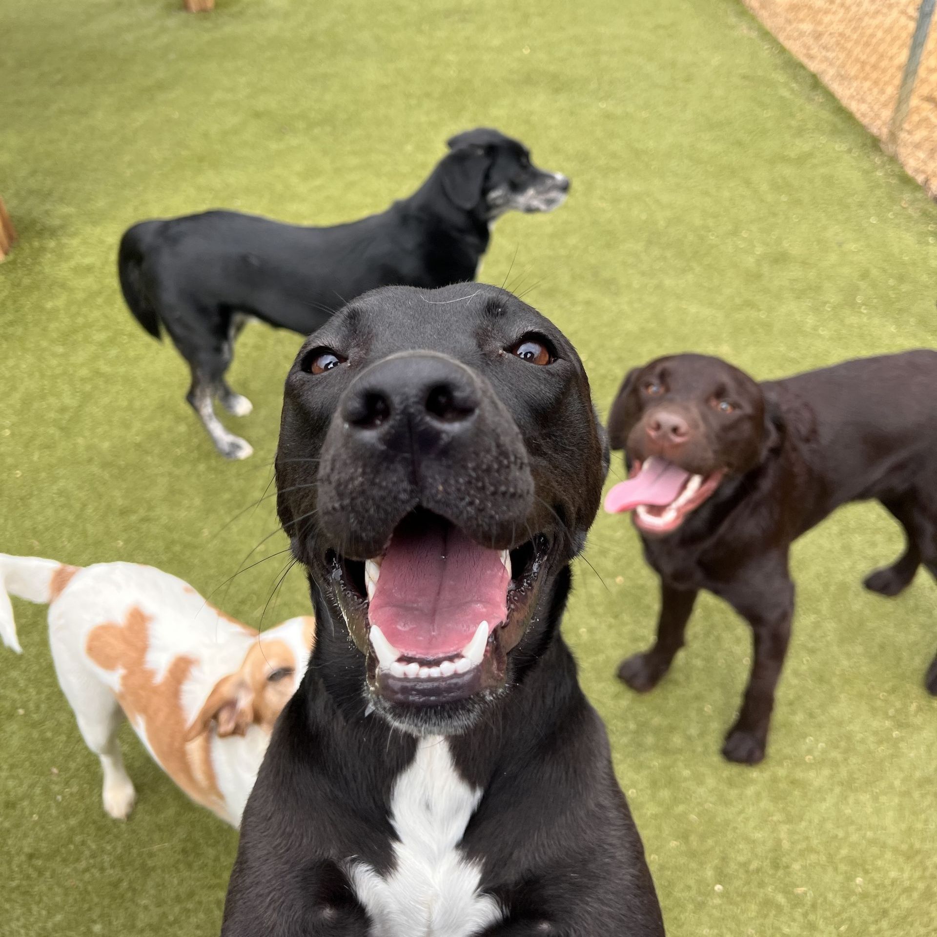 A person is cutting a dog 's hair with scissors.