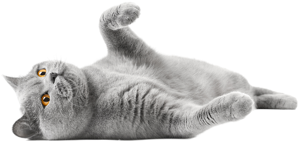 A gray cat is laying on its back on a white background.