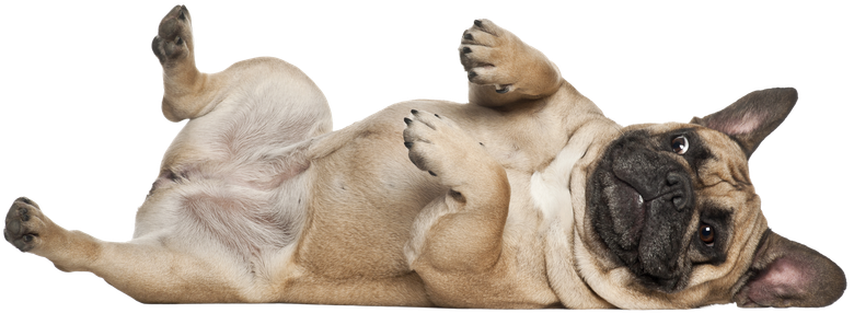 A french bulldog is laying on its back on a white background.