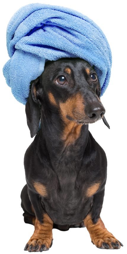 A dachshund with a blue towel wrapped around its head.