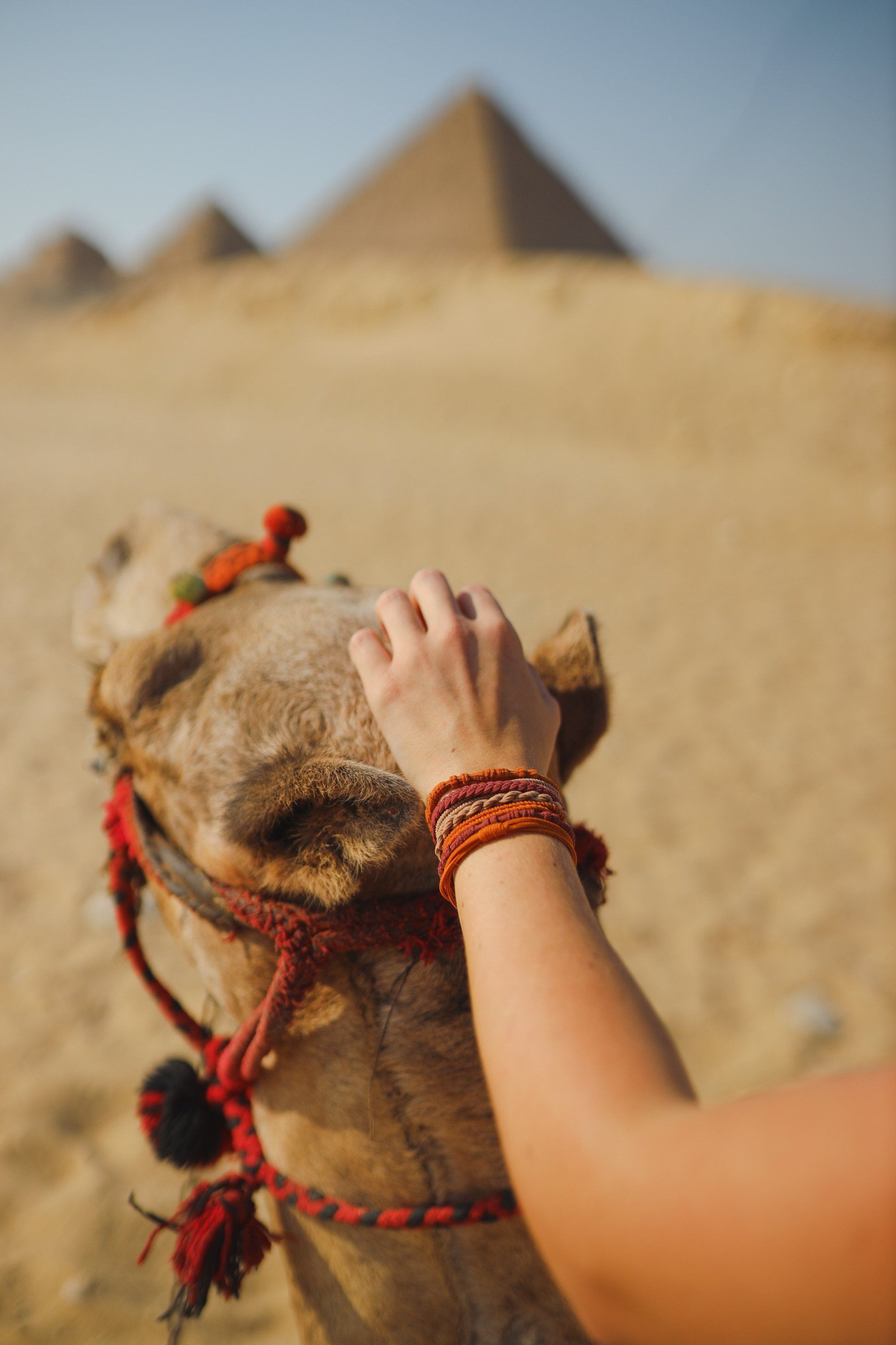 A woman is petting a camel in front of the pyramids.