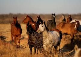 A herd of horses are standing in a field.