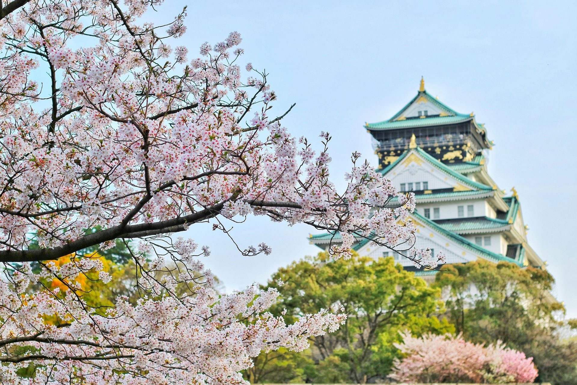 Historic Himeji Castle surrounded by cherry blossoms