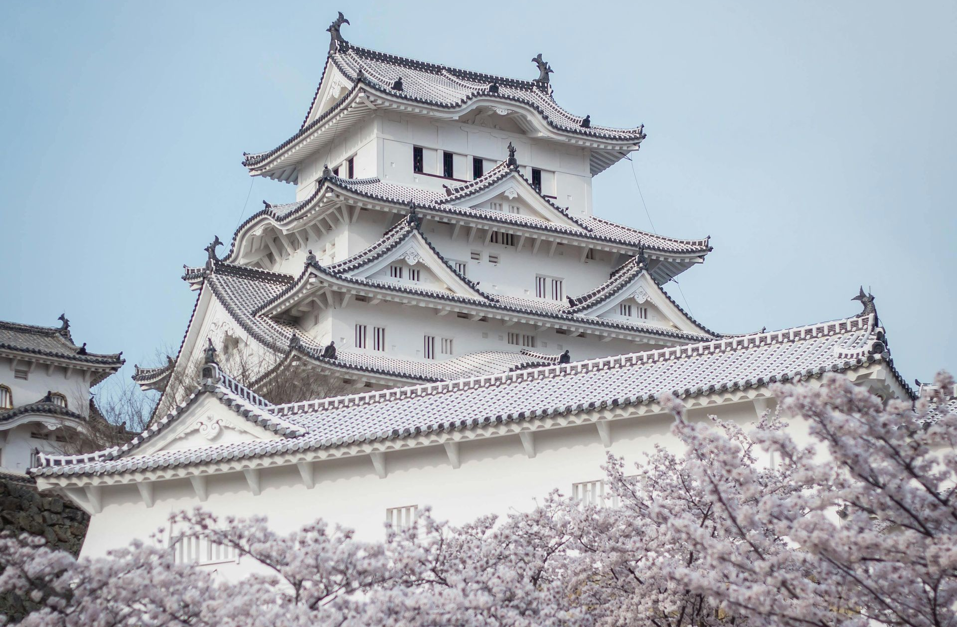 Himeji Castle, Japan, surrounded by cherry blossoms