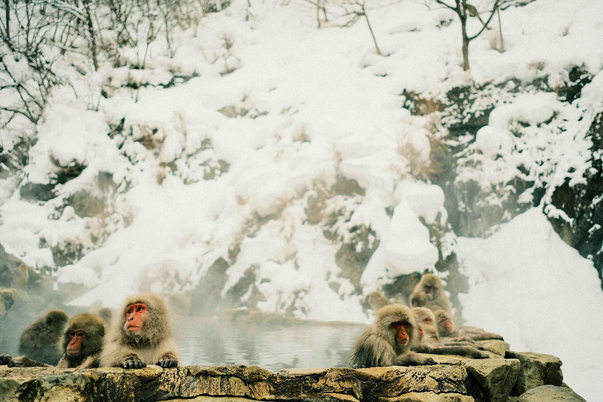 Snow monkeys bathing in hot spring during winter, Japan's magical wildlife experience in Nagano