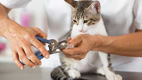 Cat Grooming - Veterinary Clinic in Denton, MD
