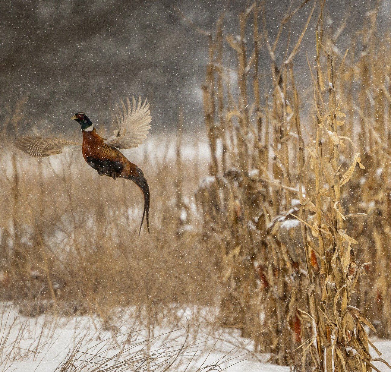 Pheasant Hunting Lodge in ND Double JJ Outfitters