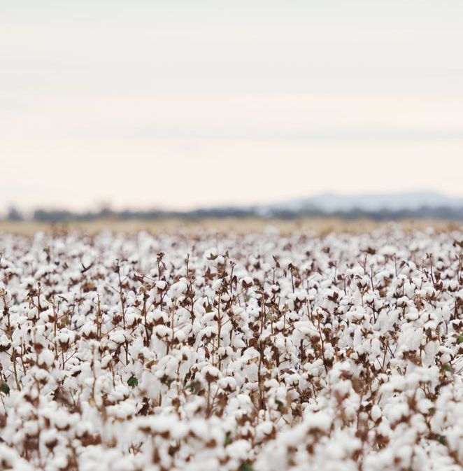 Field of Ripe Cotton Plants Under a Cloudy Sky — All Class Liquid Waste in Oakey, QLD