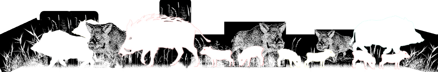 Feral Hogs In Grass Pasture