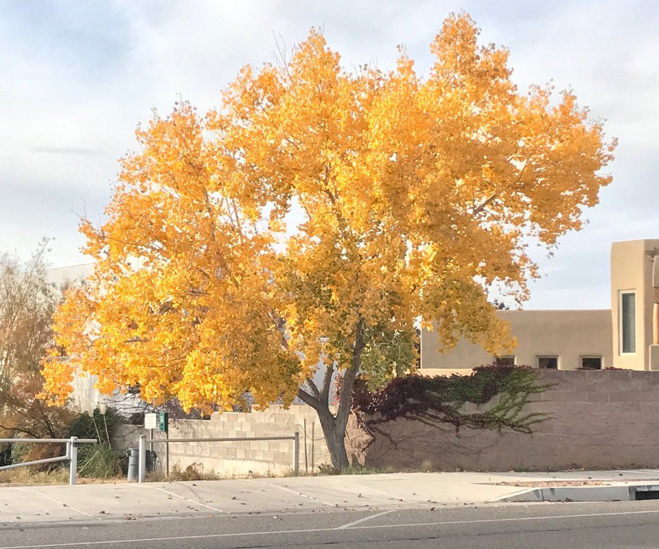 Falling Leaves In Tree — Albuquerque, NM — Rio Grande Realty & Investments