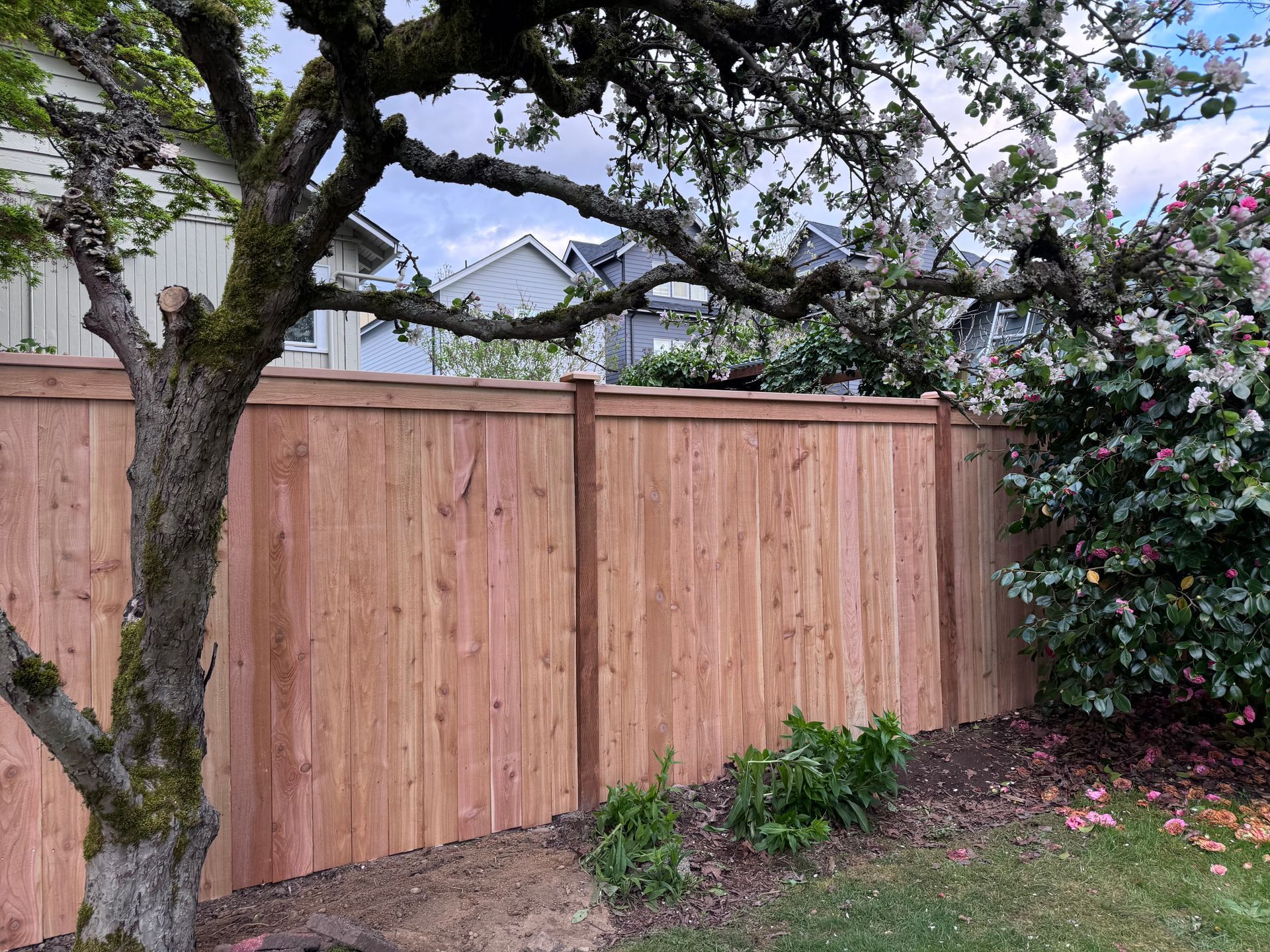 cedar fence