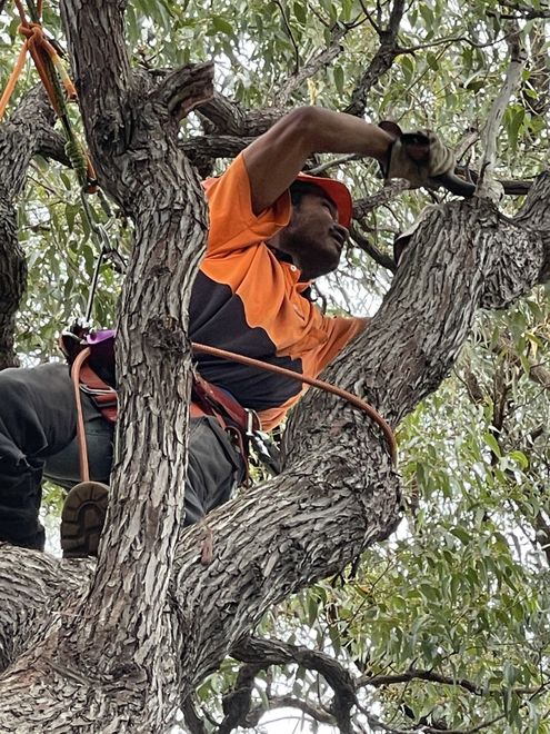 Stump Removal — Mandurah Treelopping — Mandurah Treelopping & Stump Grinding Service