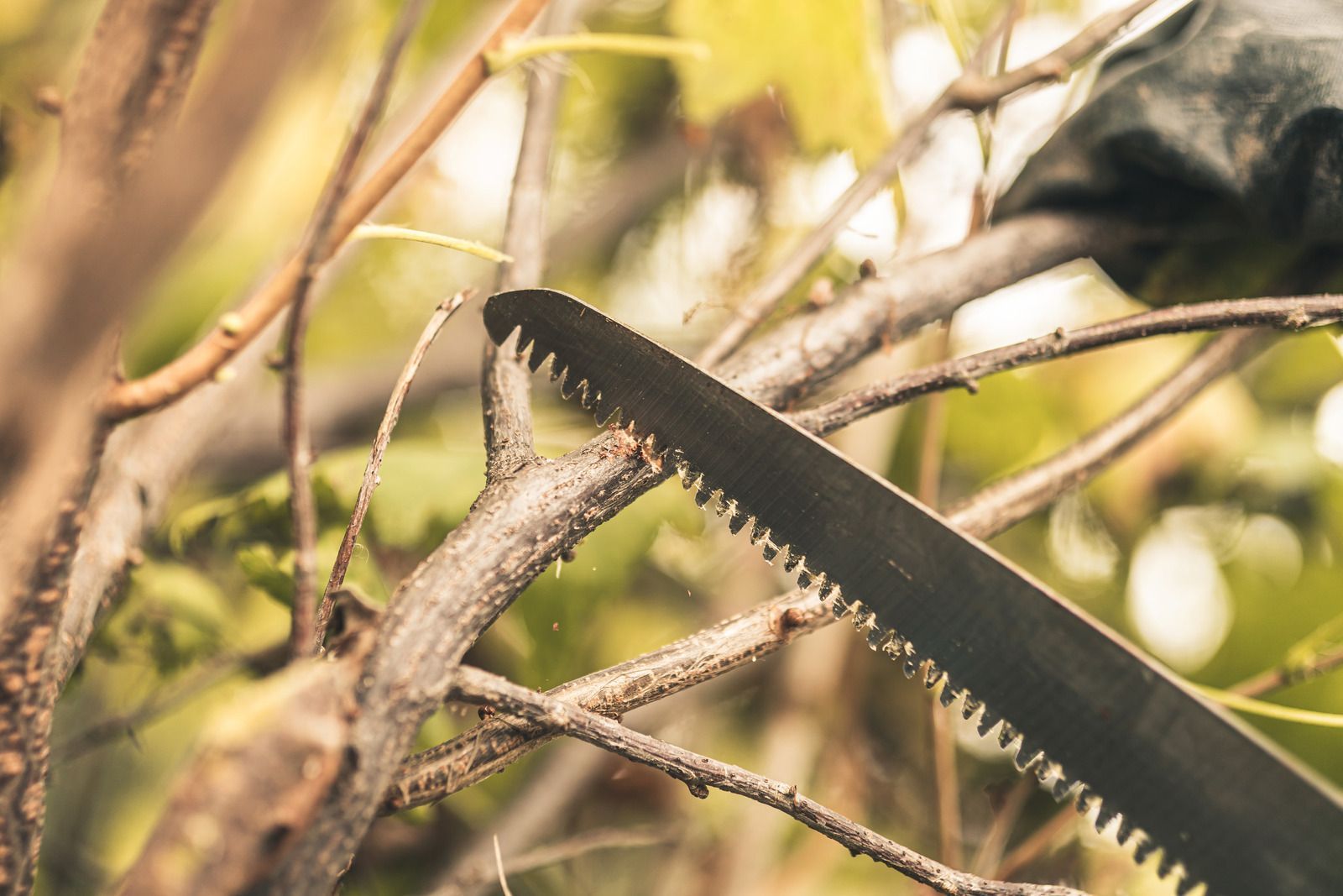 A person is cutting a tree branch with a saw.