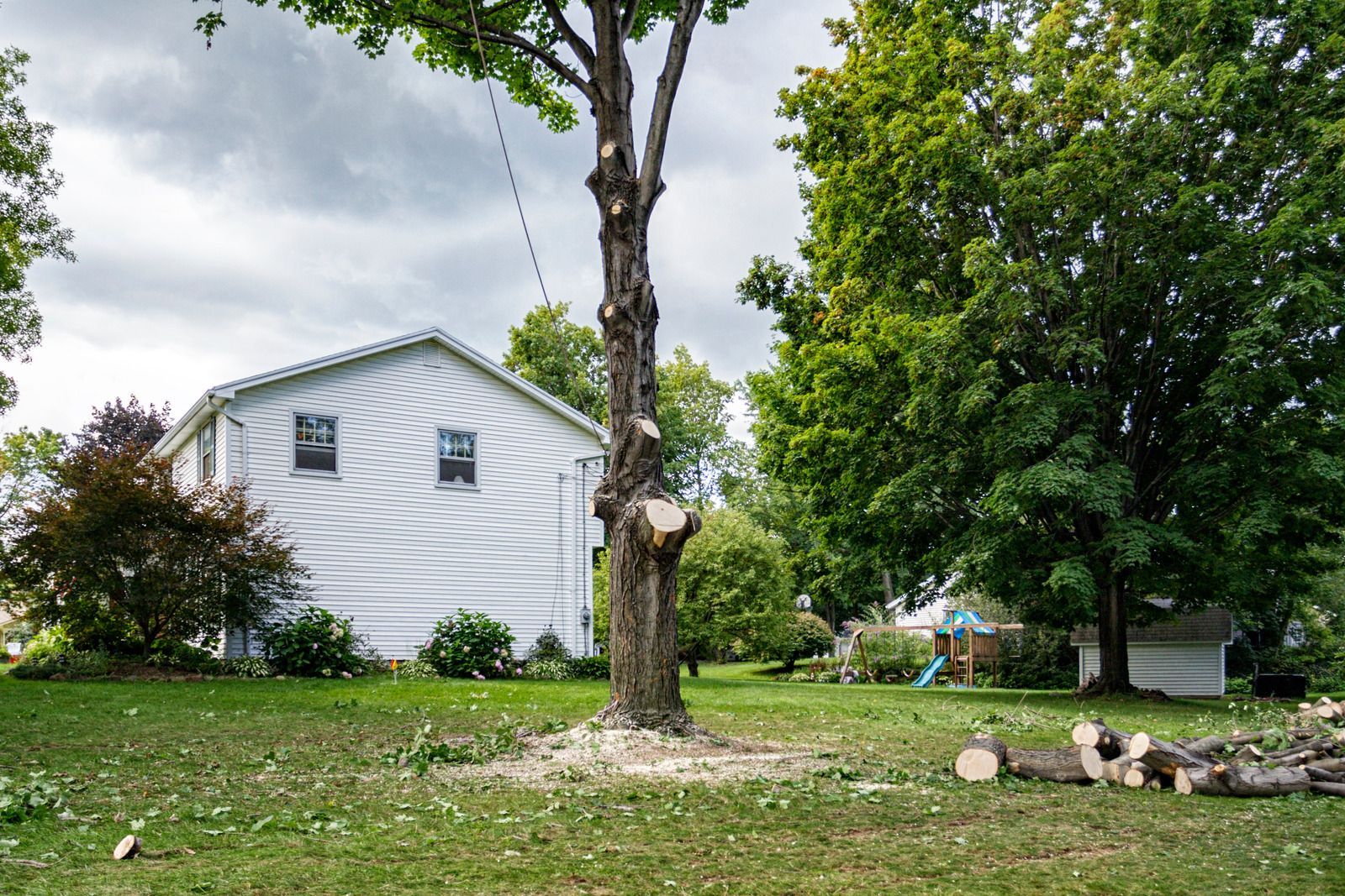 A partially trimmed tree stands in a yard in front of a white house with scattered wood debris on the grass.