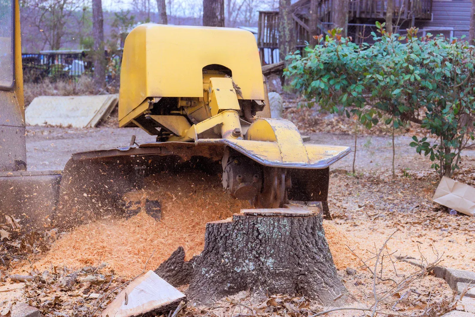 Yellow stump grinder pulverizing a tree stump, wood chips flying.