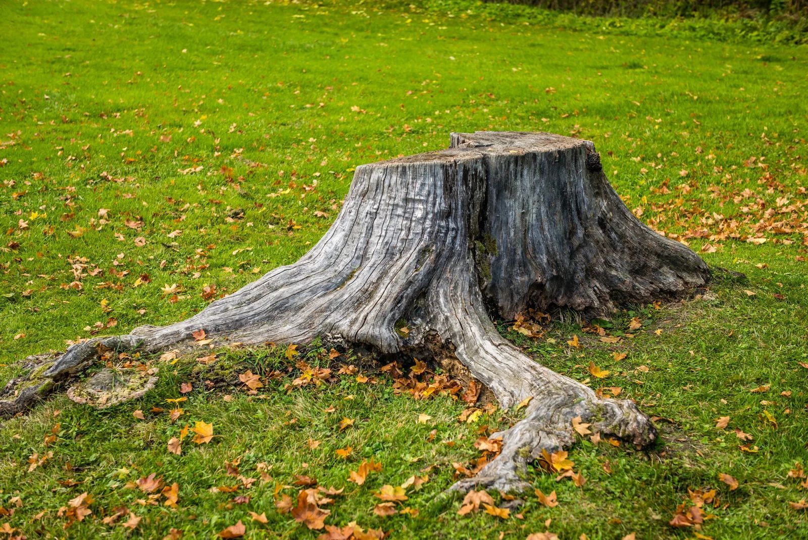 A weathered tree stump with exposed roots on a grassy lawn with scattered fallen leaves.