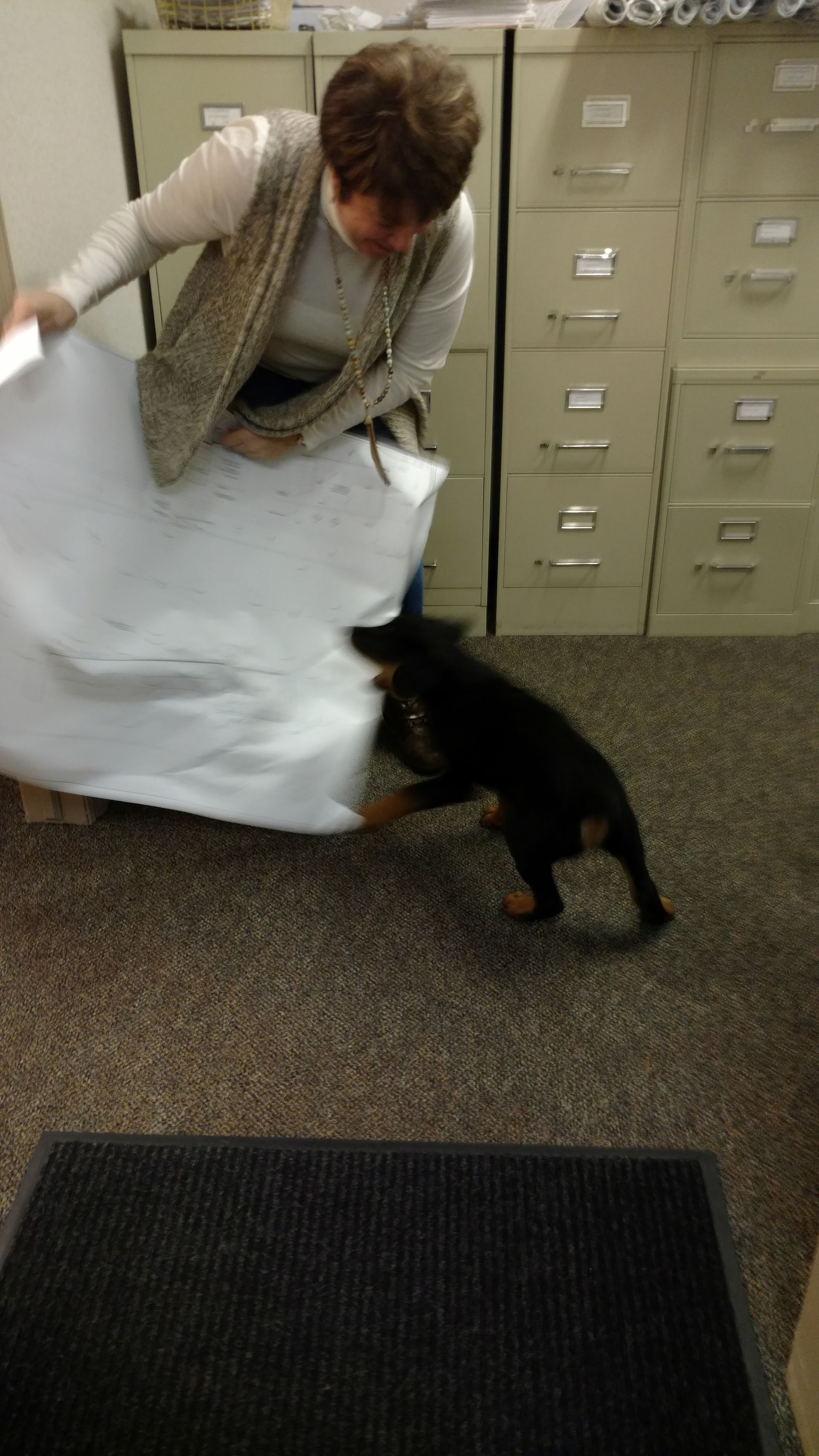 A person holding a large sheet of white paper as a dark-furred puppy plays with the edge in an office setting.