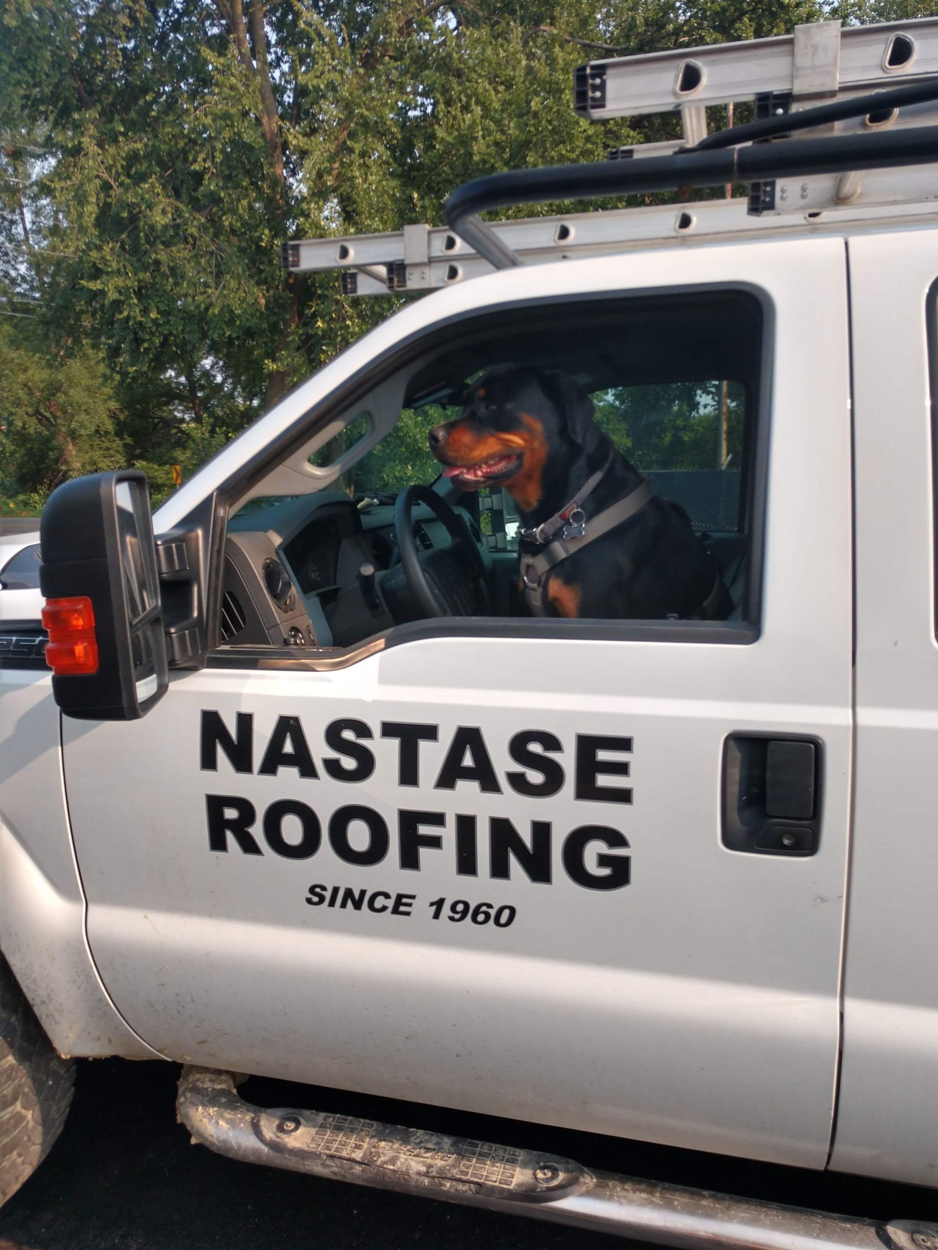 A dog wearing a harness sits in the driver’s seat of a white Nastase Roofing truck.