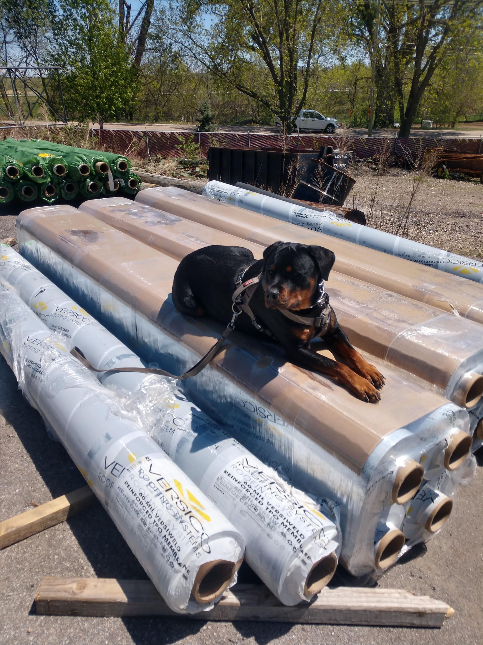 A black and tan dog in a harness lies resting on a stack of plastic-wrapped rolls in an outdoor, sunny lot.